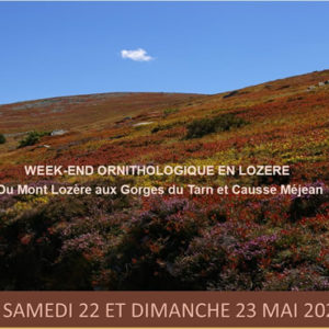 Parcours ornithologique – Week-end en Lozère, du Mont Lozère aux Gorges du Tarn et Causse Méjean <br/> le dimanche 6 juin 2021